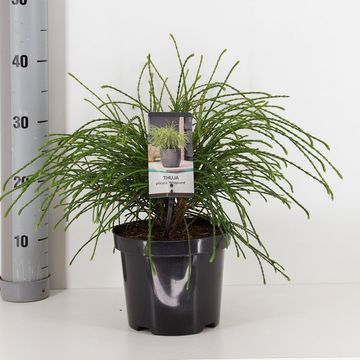 Thuja plicata 'Whipcord'