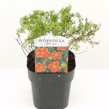 Potentilla fruticosa 'Red Ace'