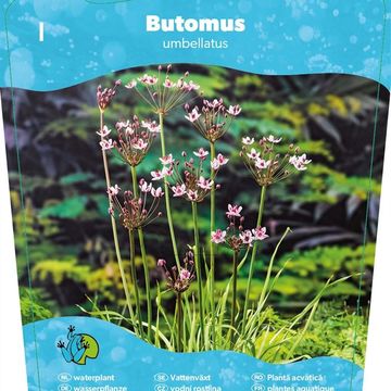 Butomus umbellatus