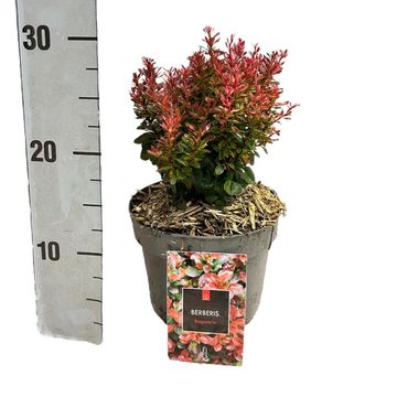 Berberis thunbergii 'Bagatelle'