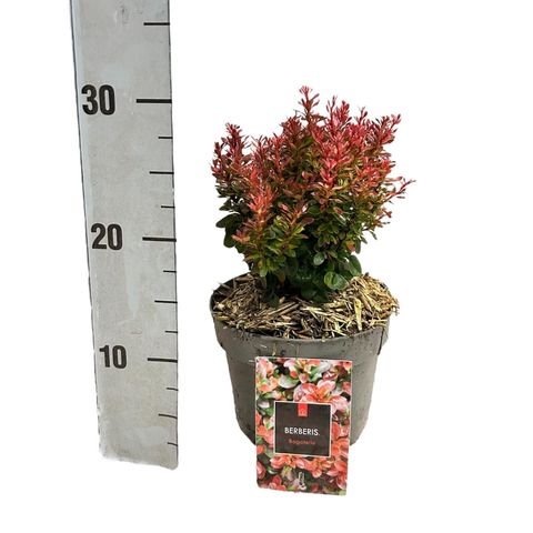 Berberis thunbergii 'Bagatelle'