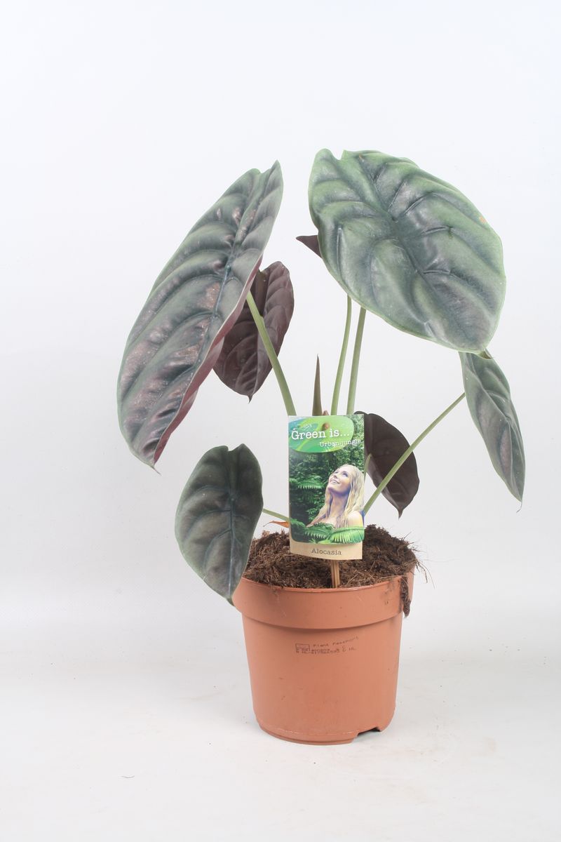 ALOCASIA CUPREA RED SECRET P15 - Veiling Holambra