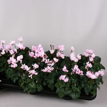 Cyclamen persicum 'Metis Victoria'
