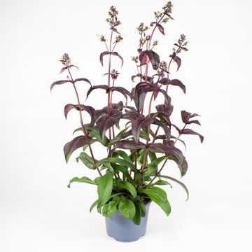 Penstemon digitalis 'Husker Red'