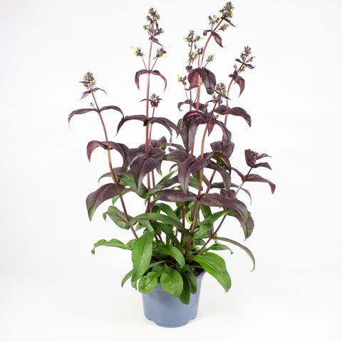 Penstemon digitalis 'Husker Red'