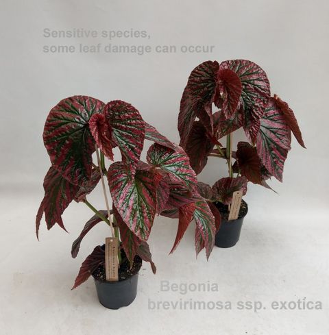Begonia brevirimosa exotica