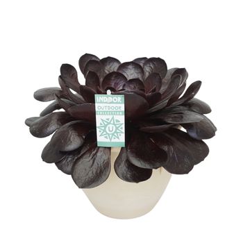 x Semponium 'Destiny'