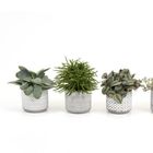 Plantas de interior MIX