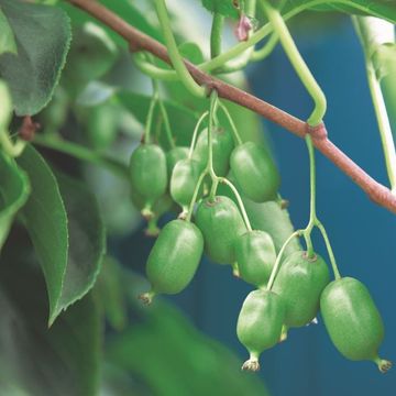 Actinidia arguta 'Issai'