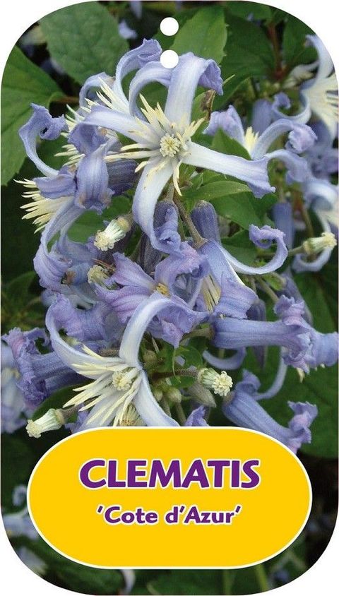 Clematis 'Côte d'Azur' (H)