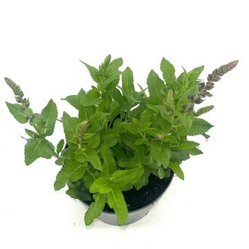 Salvia nemorosa 'Ostfriesland'