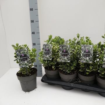 Euonymus japonicus 'Kathy'