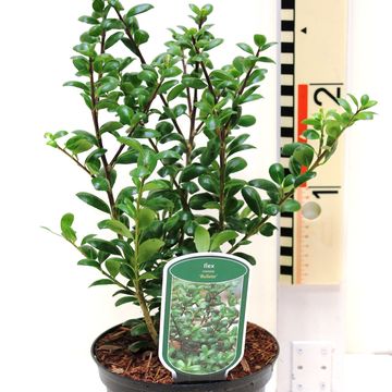 Ilex crenata 'Bullata'