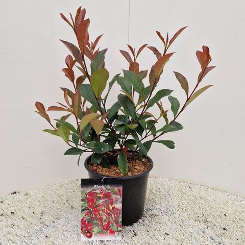 Photinia x fraseri CARRÉ ROUGE