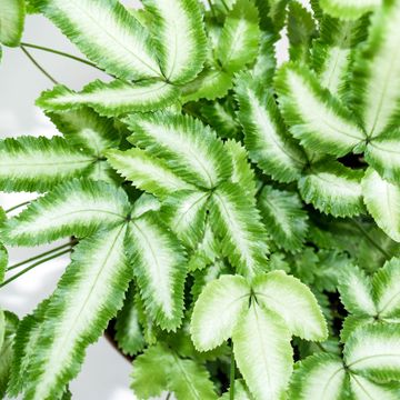 Pteris cretica 'Albolineata'