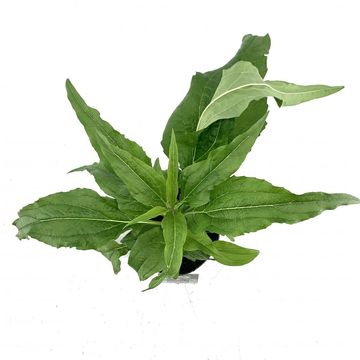 Echinacea purpurea 'Alba'