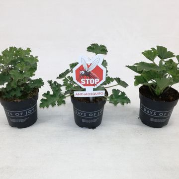 Pelargonium crispum 'Lemona'