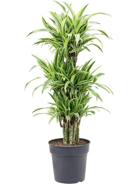 Dracaena fragrans 'Lemon Lime'