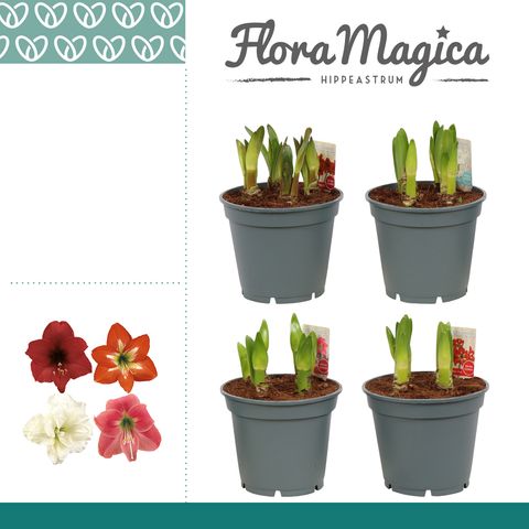 Hippeastrum MIX