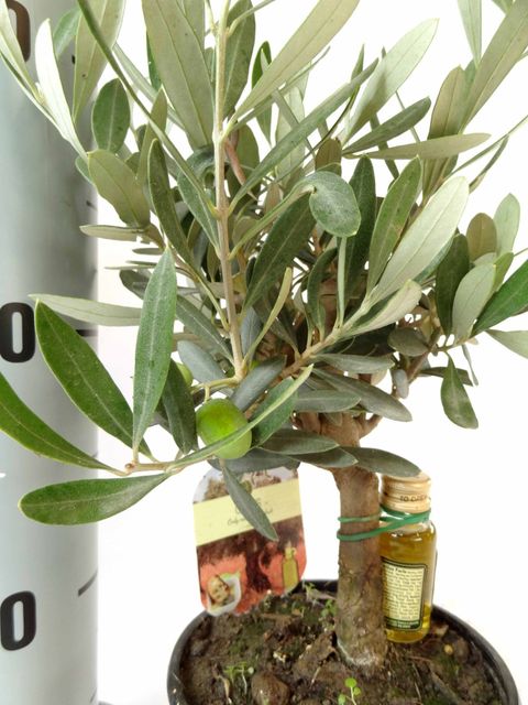 Olea europaea