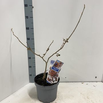 Hamamelis x intermedia 'Jelena'