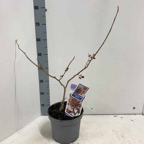 Hamamelis x intermedia 'Jelena'