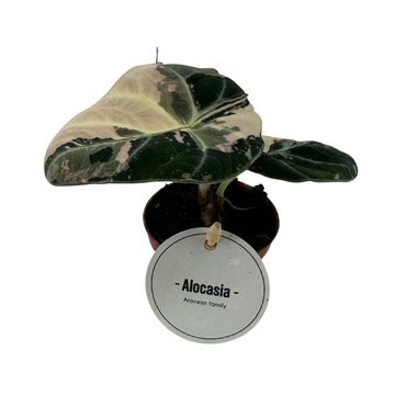 Alocasia 'Black Velvet Pink Variegata'