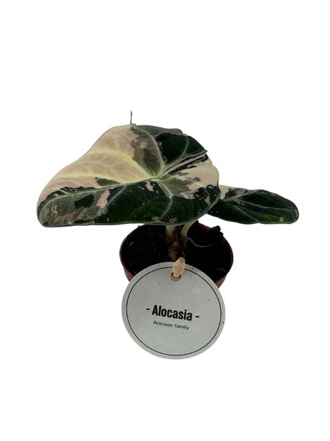 Алоказія 'Black Velvet Pink Variegata'
