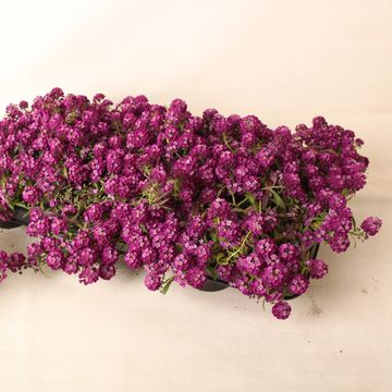 Lobularia EASY BREEZE PURPLE