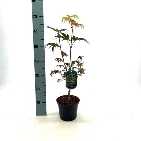 Acer palmatum 'Ôsakazuki'