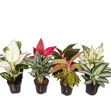 Aglaonema MIX