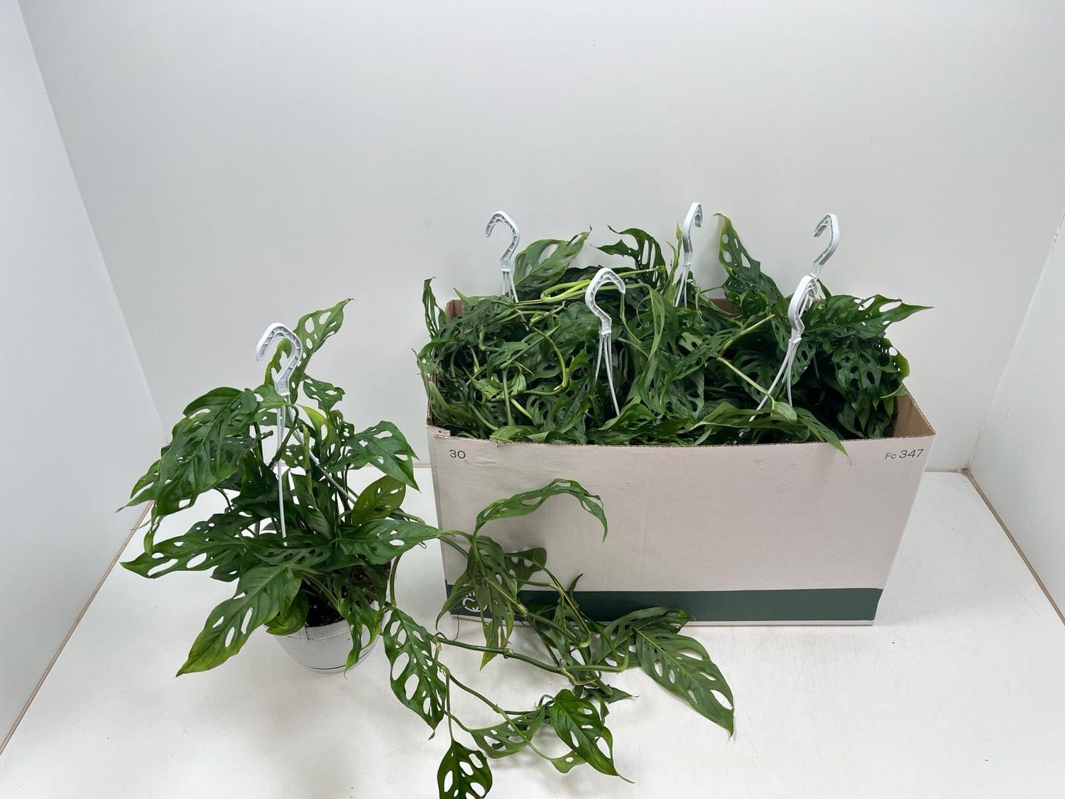 plante monstera Monstera Deliciosa | Buy Unusual Plants Online