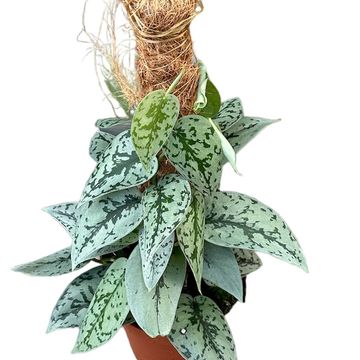Scindapsus 'Silver Lady'