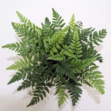 Athyrium spicatum