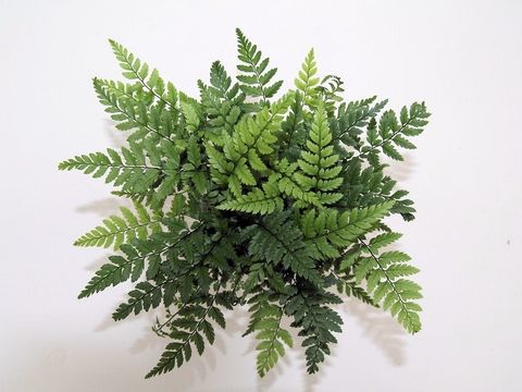 Athyrium spicatum