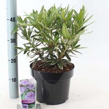 Rhododendron ponticum 'Вариегатум'