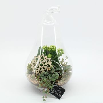Composizione Essentials Terrarium