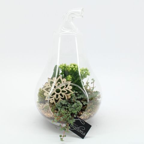 Kомпозиции Essentials Terrarium