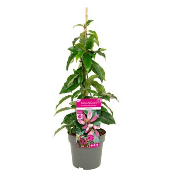 Magnolia figo 'Stellar Ruby'