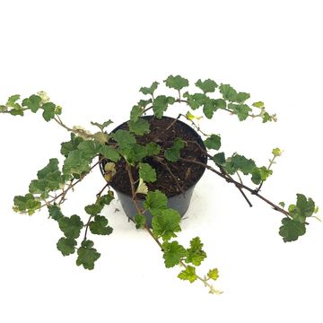 Rubus 'Betty Ashburner'