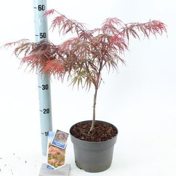 Acer palmatum 'Garnet'