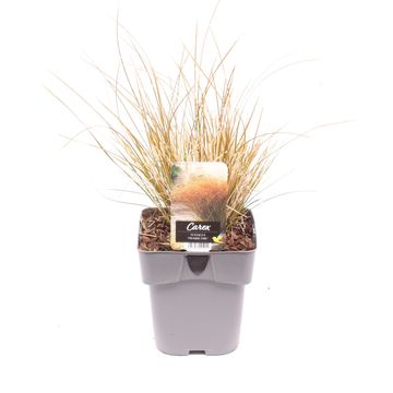 Carex testacea PRAIRIE FIRE COLORGRASS