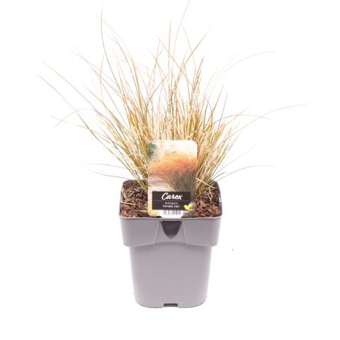 Carex testacea PRAIRIE FIRE COLORGRASS