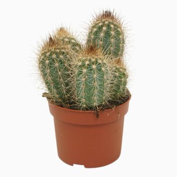 Pilosocereus braunii