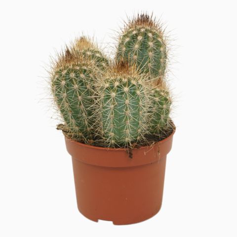 Pilosocereus braunii