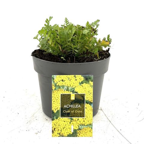 Achillea filipendulina 'Cloth of Gold'