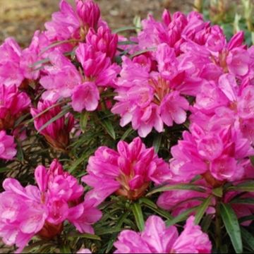 Rhododendron 'Graziella'