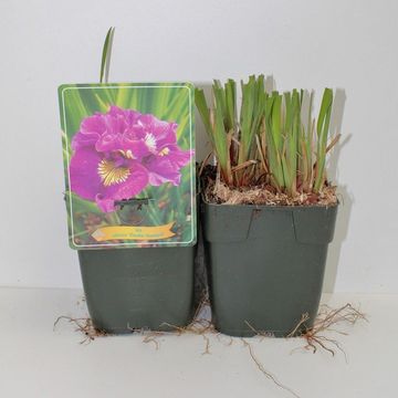 Iris sibirica 'Double Standard'