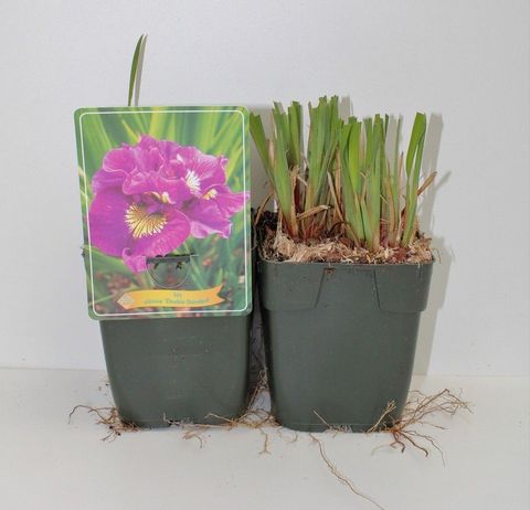 Iris sibirica 'Double Standard'