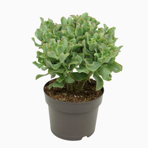 Crassula arborescens undilatifolia 'Curly'